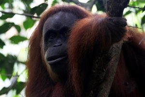 Bukit Lawang – ostoja orangutanów
