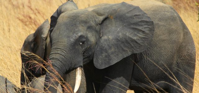Pendjari NP – czas słoni