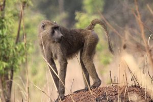 Pendjari NP – najlepsze safari w Afryce Zachodniej