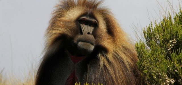 Płaskowyż Guassa – w świecie małp o krwawiącym sercu