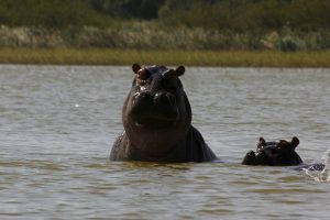 Ziway – w poszukiwaniu hipopotamów