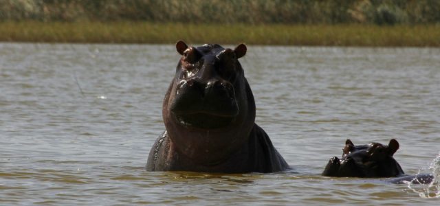 Ziway – w poszukiwaniu hipopotamów